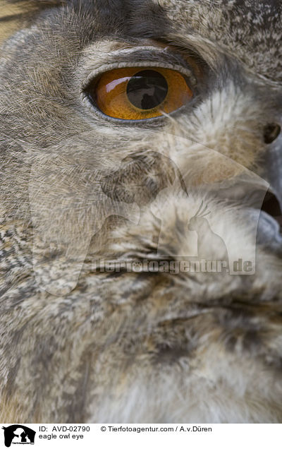 Uhu Auge / eagle owl eye / AVD-02790