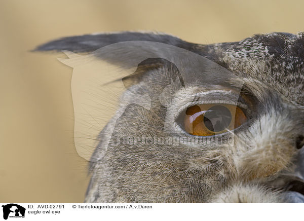 Uhu Auge / eagle owl eye / AVD-02791