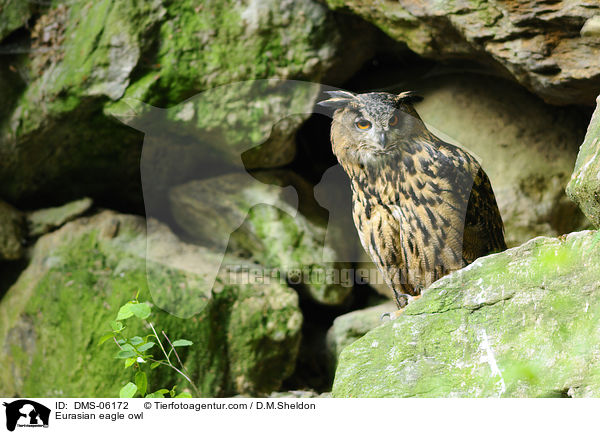 Uhu / Eurasian eagle owl / DMS-06172