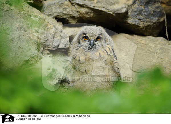 Uhu / Eurasian eagle owl / DMS-06202