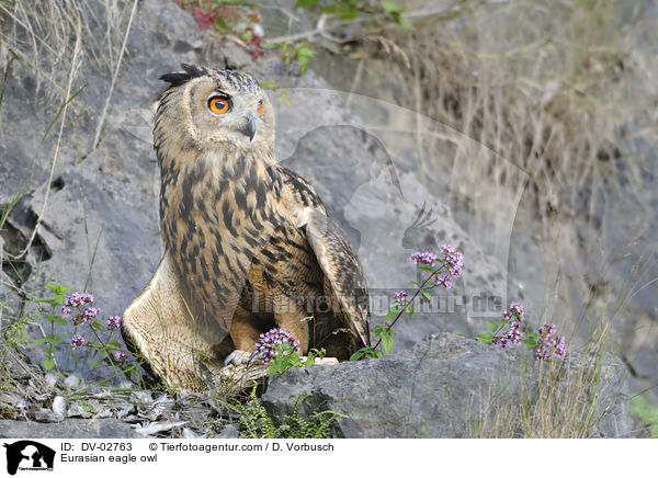Uhu / Eurasian eagle owl / DV-02763