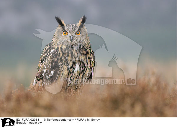 Eurasian eagle owl / FLPA-02083