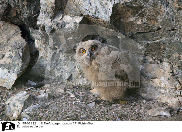 Uhu / Eurasian eagle owl / FF-03132