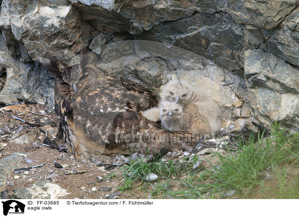 Uhus / eagle owls / FF-03685