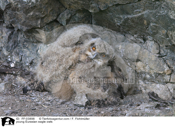 junge Uhus / young Eurasian eagle owls / FF-03898