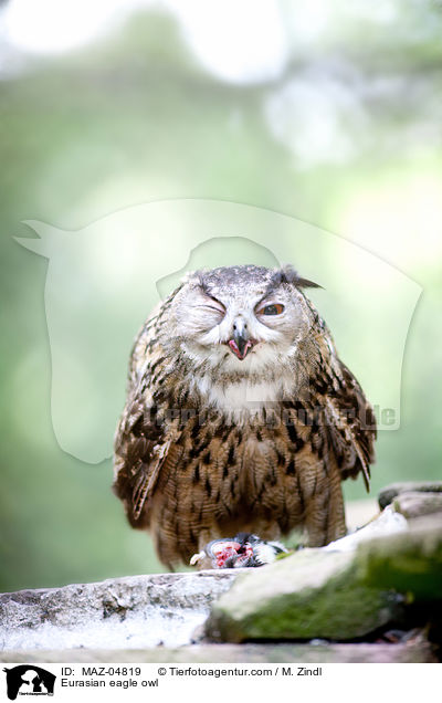 Uhu / Eurasian eagle owl / MAZ-04819