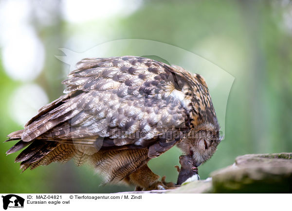 Uhu / Eurasian eagle owl / MAZ-04821