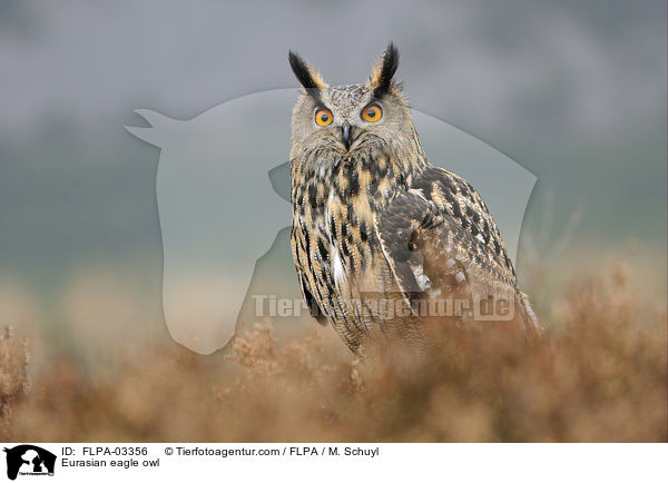Uhu / Eurasian eagle owl / FLPA-03356