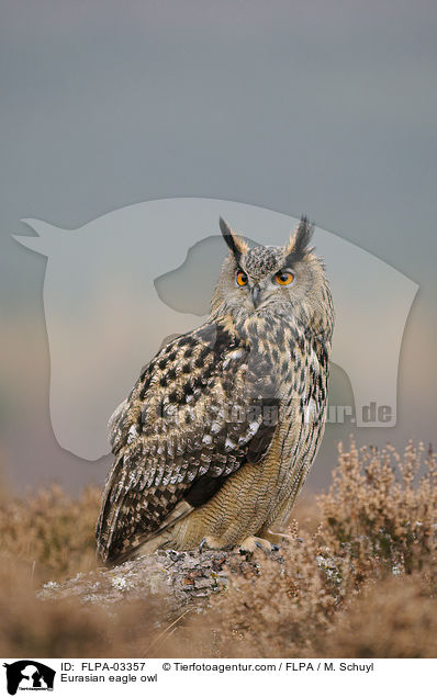 Uhu / Eurasian eagle owl / FLPA-03357