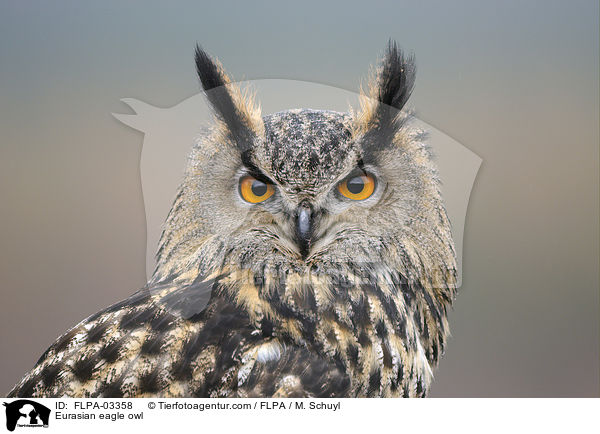 Uhu / Eurasian eagle owl / FLPA-03358
