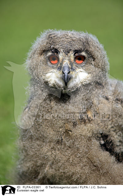 Uhu / Eurasian eagle owl / FLPA-03361