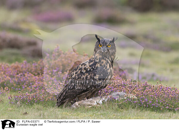 Uhu / Eurasian eagle owl / FLPA-03371