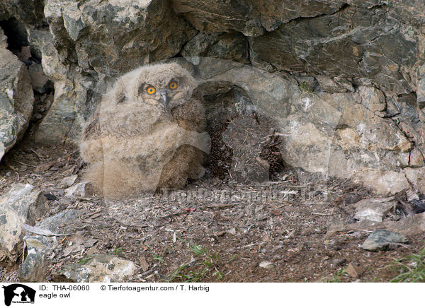Uhu / eagle owl / THA-06060