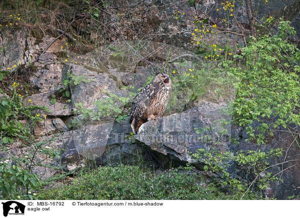 Uhu / eagle owl / MBS-16792