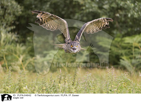 Uhu / eagle owl / FLPA-04642