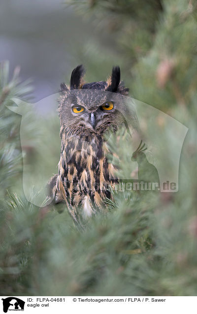 Uhu / eagle owl / FLPA-04681