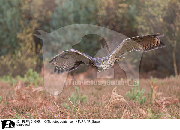 eagle owl / FLPA-04695