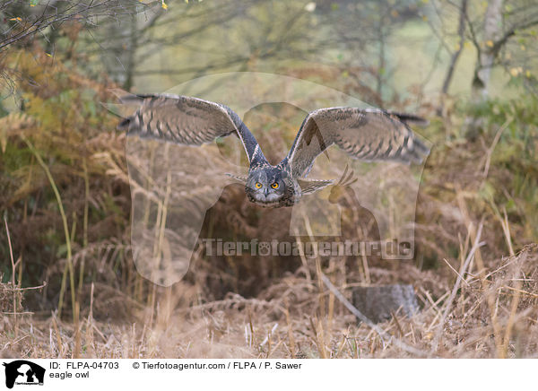 eagle owl / FLPA-04703