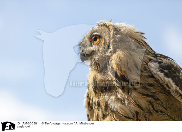 eagle owl / AM-06058