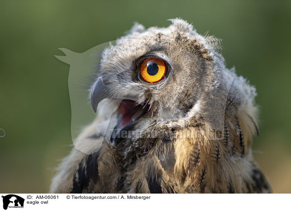 Uhu / eagle owl / AM-06061
