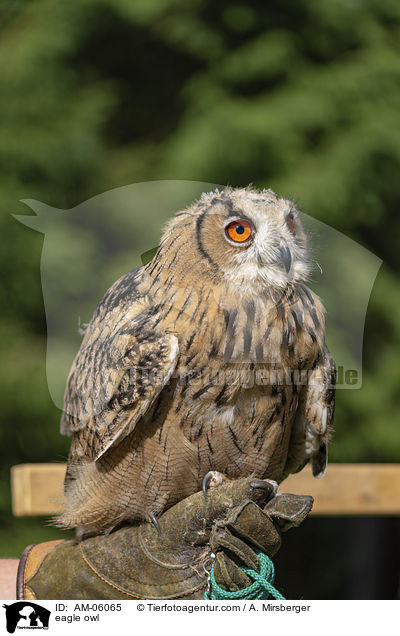 Uhu / eagle owl / AM-06065