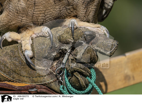 Uhu / eagle owl / AM-06070