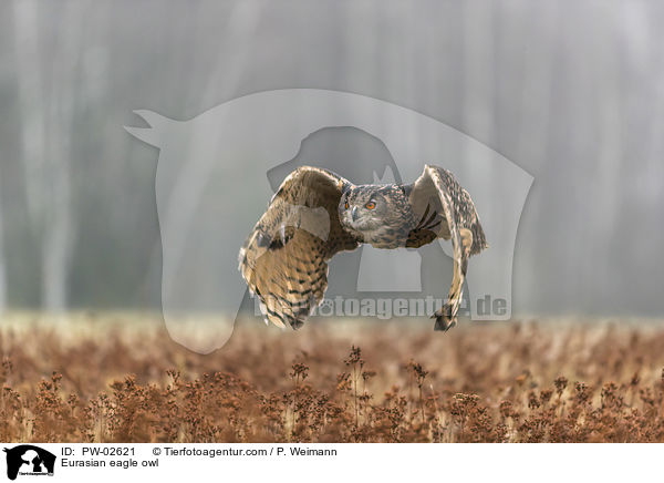 Uhu / Eurasian eagle owl / PW-02621