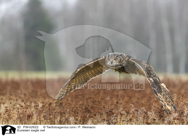 Eurasian eagle owl / PW-02622