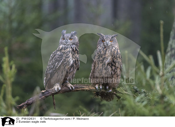 2 Uhus / 2 Eurasian eagle owls / PW-02631
