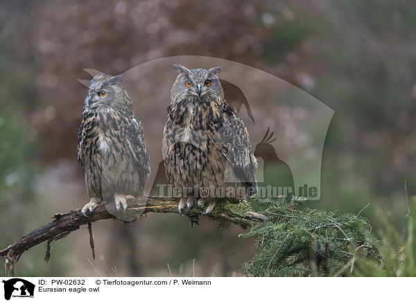 Eurasian eagle owl / PW-02632