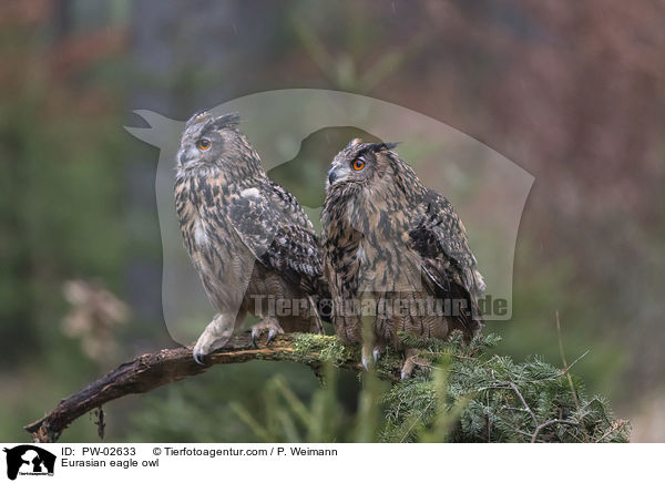 Eurasian eagle owl / PW-02633