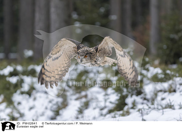 Eurasian eagle owl / PW-02641