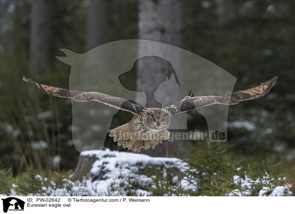 Eurasian eagle owl / PW-02642