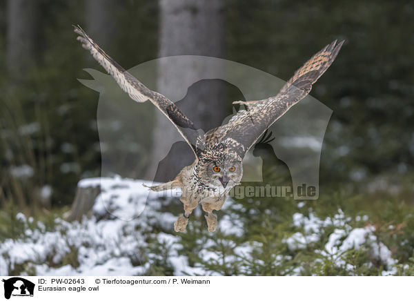 Eurasian eagle owl / PW-02643