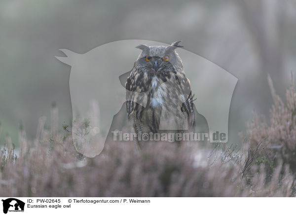 Eurasian eagle owl / PW-02645