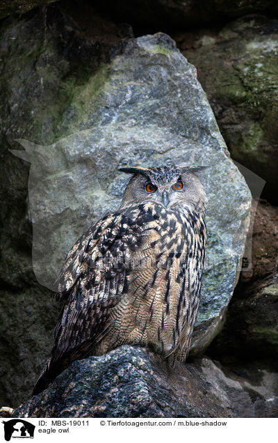 eagle owl / MBS-19011