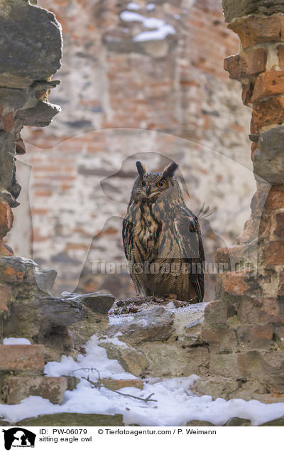 sitzender Uhu / sitting eagle owl / PW-06079