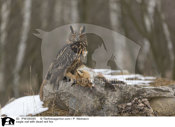 eagle owl with dead red fox / PW-06085