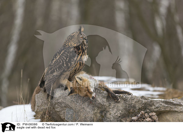 Uhu mit totem Rotfuchs / eagle owl with dead red fox / PW-06086