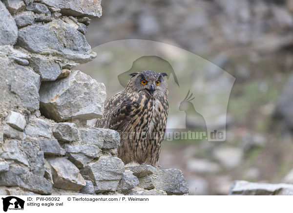 sitzender Uhu / sitting eagle owl / PW-06092
