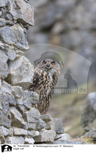 eagle owl / PW-06094