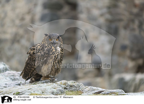 sitzender Uhu / sitting eagle owl / PW-06098