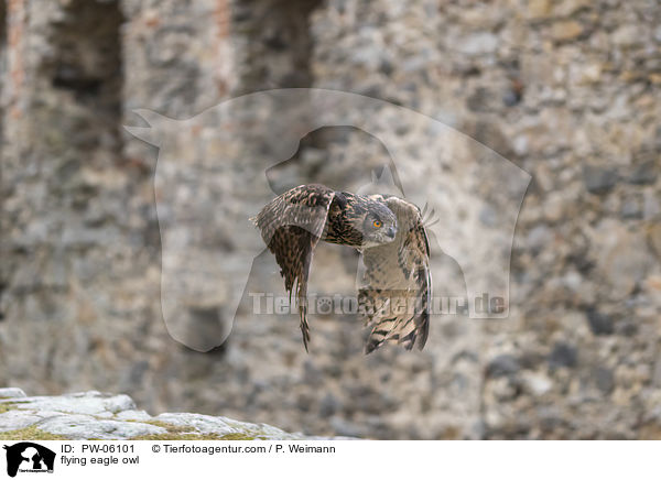 fliegender Uhu / flying eagle owl / PW-06101