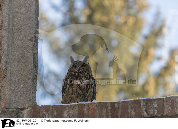 sitzender Uhu / sitting eagle owl / PW-06129