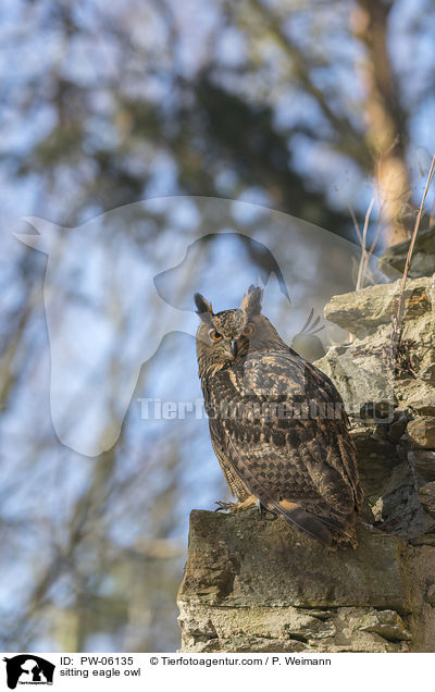 sitting eagle owl / PW-06135