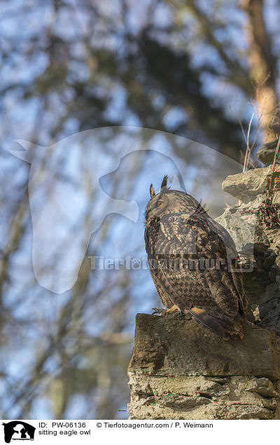 sitting eagle owl / PW-06136