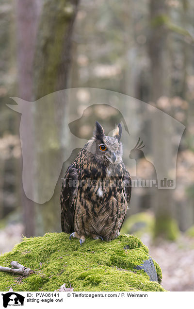 sitting eagle owl / PW-06141