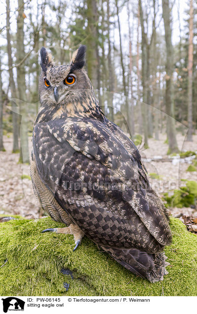 sitting eagle owl / PW-06145