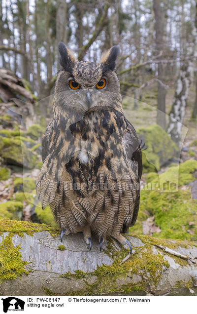 sitting eagle owl / PW-06147
