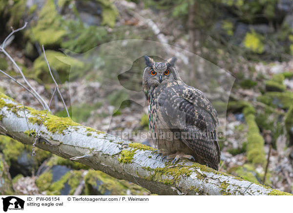sitting eagle owl / PW-06154